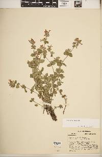 Nepeta racemosa image