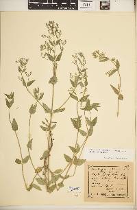 Nepeta ucranica image