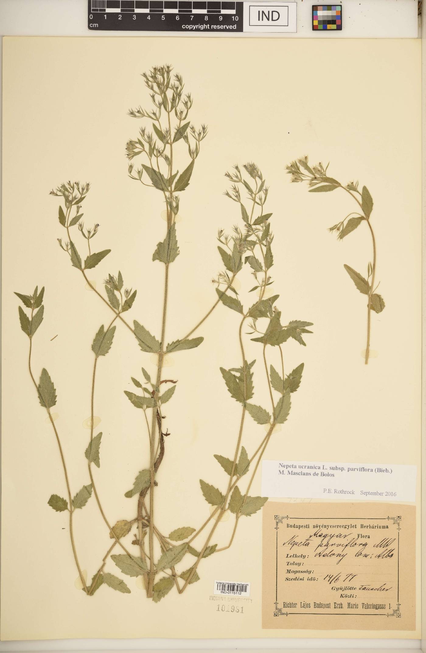 Nepeta ucranica image