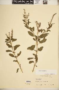 Ocimum tenuiflorum image