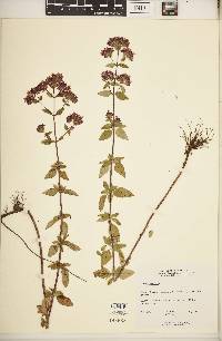 Origanum vulgare image