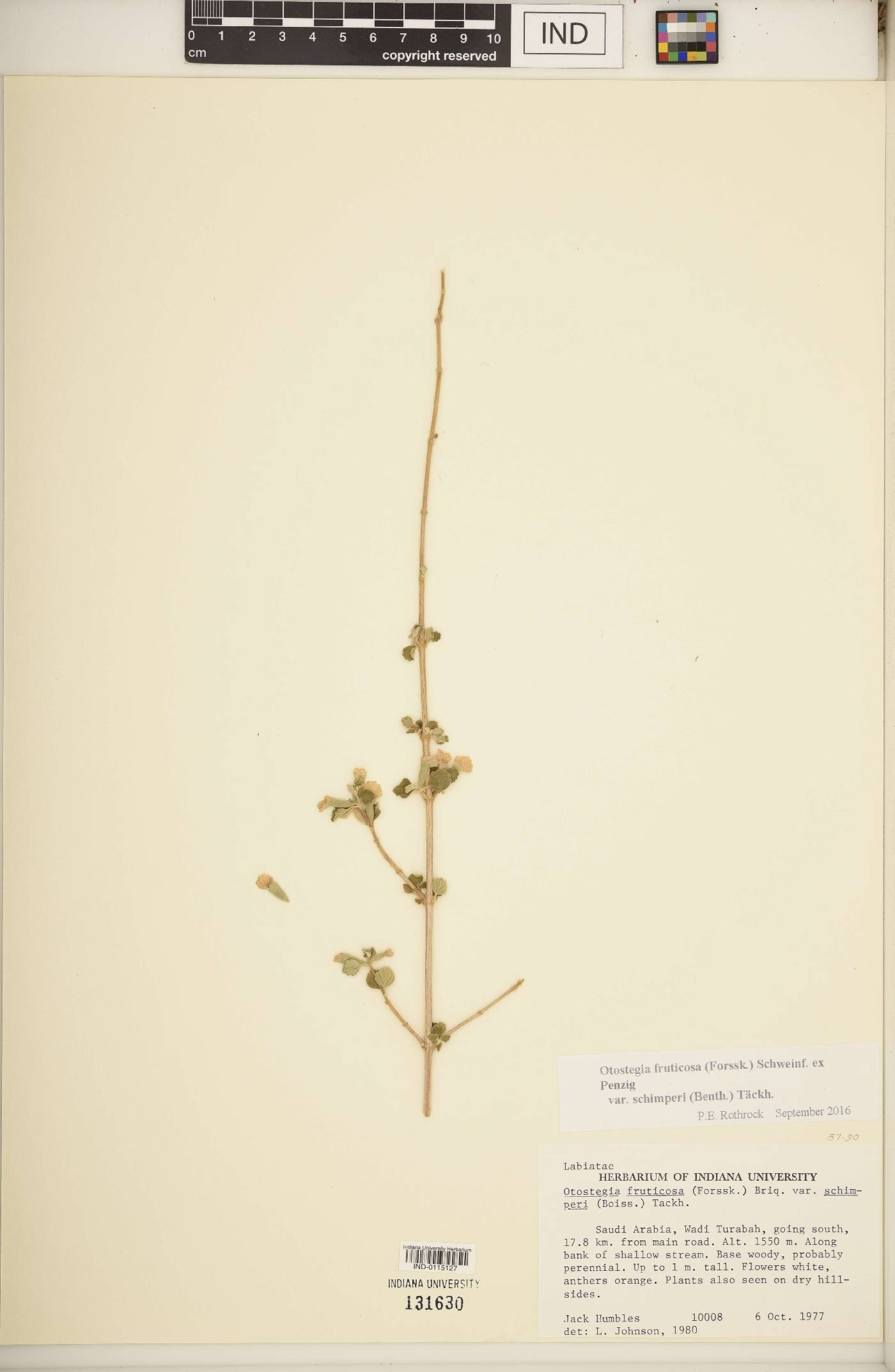 Otostegia fruticosa image