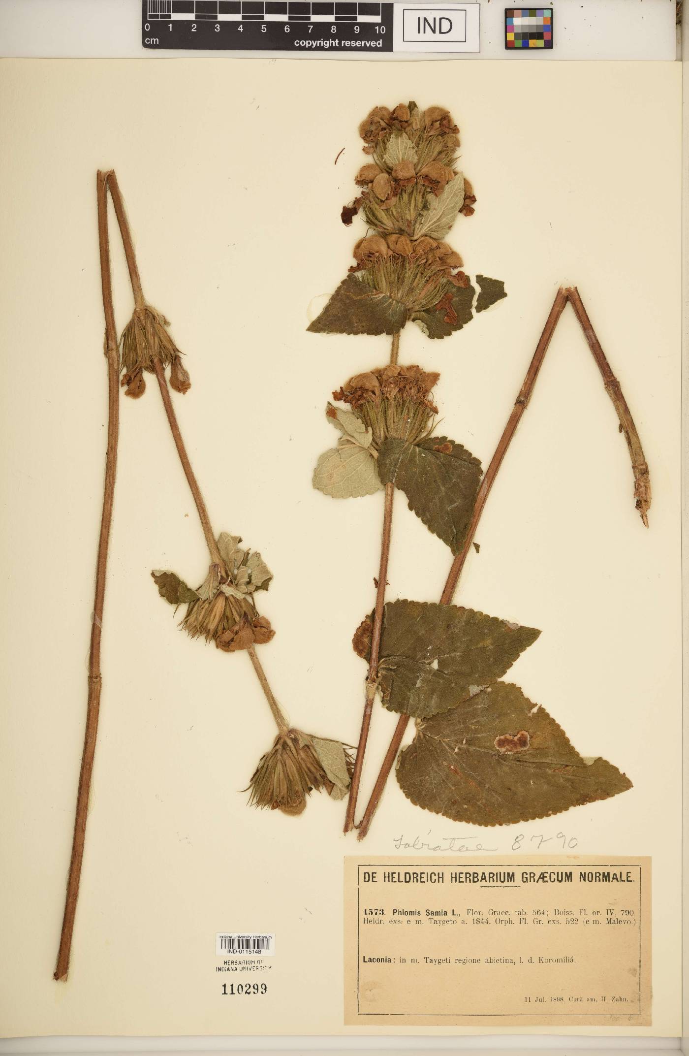 Phlomis samia image