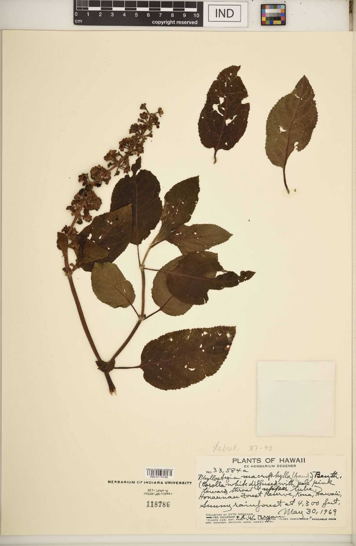 Phyllostegia macrophylla image