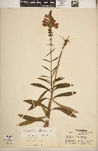 Physostegia virginiana subsp. praemorsa image