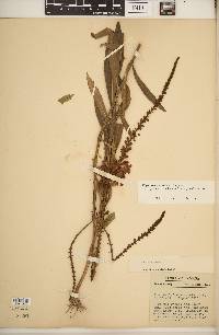 Physostegia virginiana subsp. praemorsa image