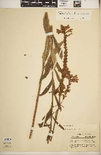 Physostegia virginiana subsp. praemorsa image