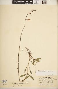 Physostegia purpurea image
