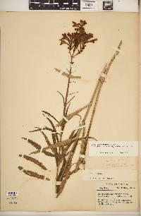 Physostegia virginiana image