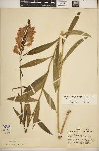 Physostegia virginiana image