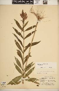 Physostegia virginiana image