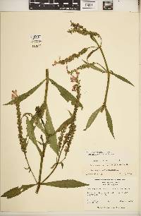 Physostegia virginiana image