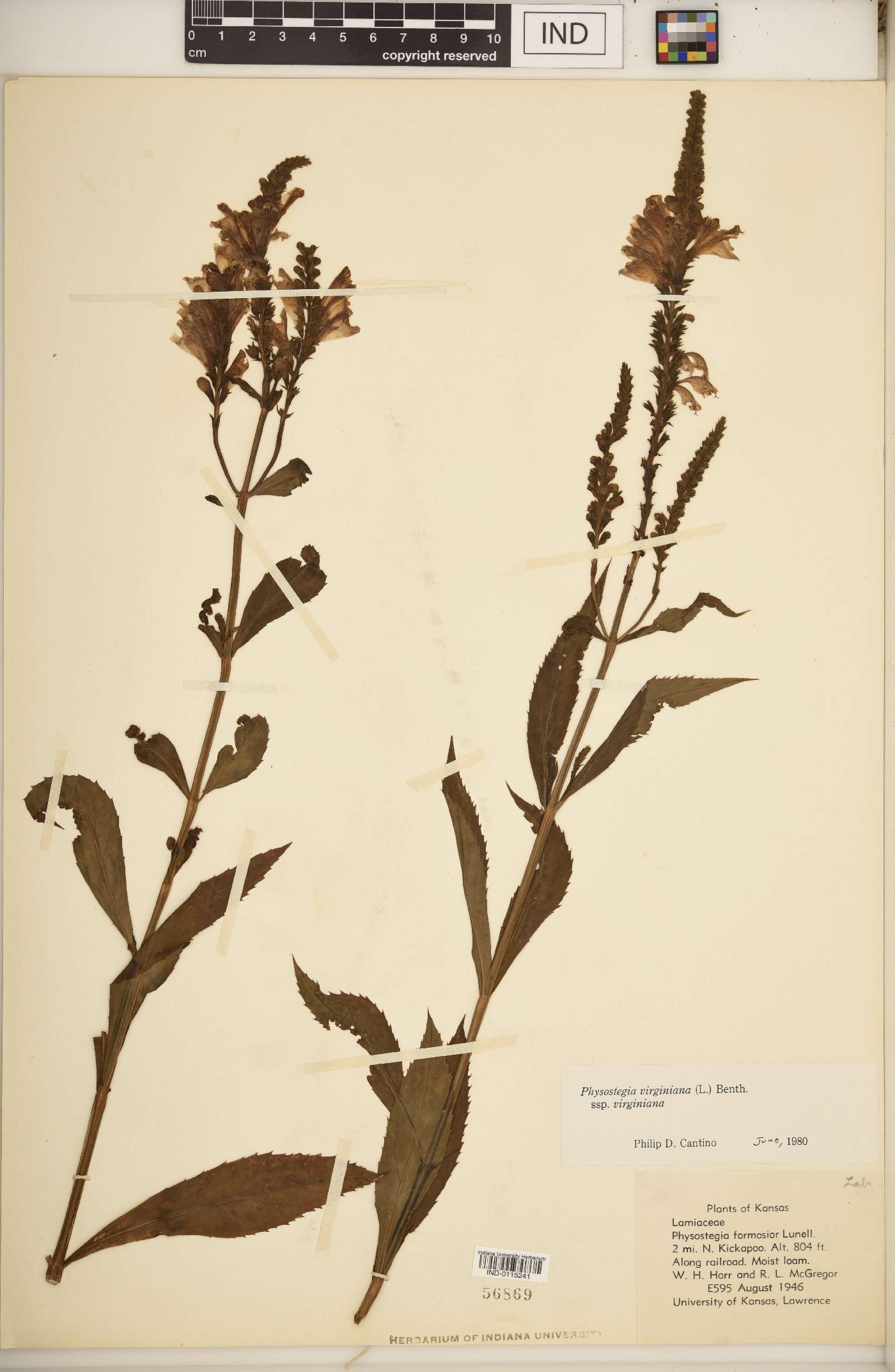 Physostegia virginiana subsp. virginiana image