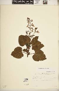Plectranthus laxiflorus image