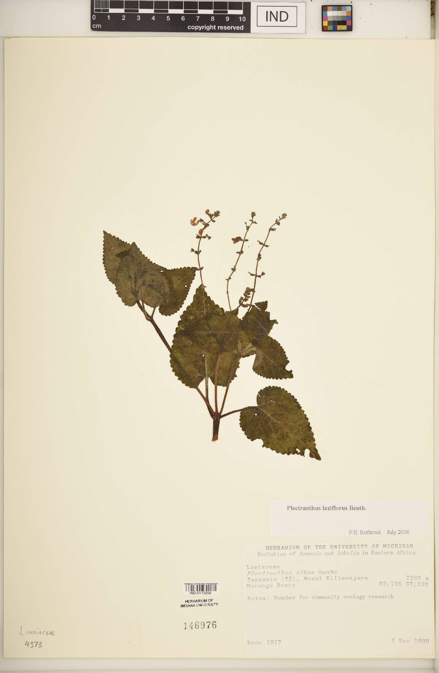 Plectranthus laxiflorus image