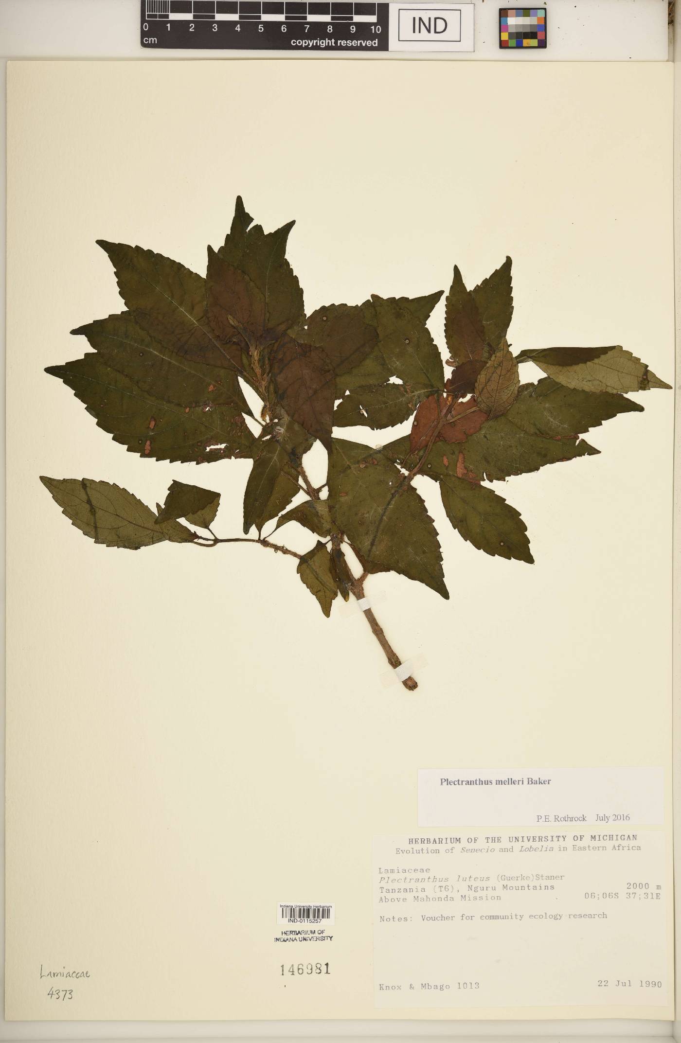 Plectranthus melleri image