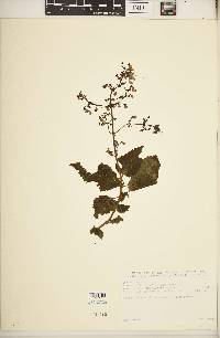 Image of Plectranthus sylvestris