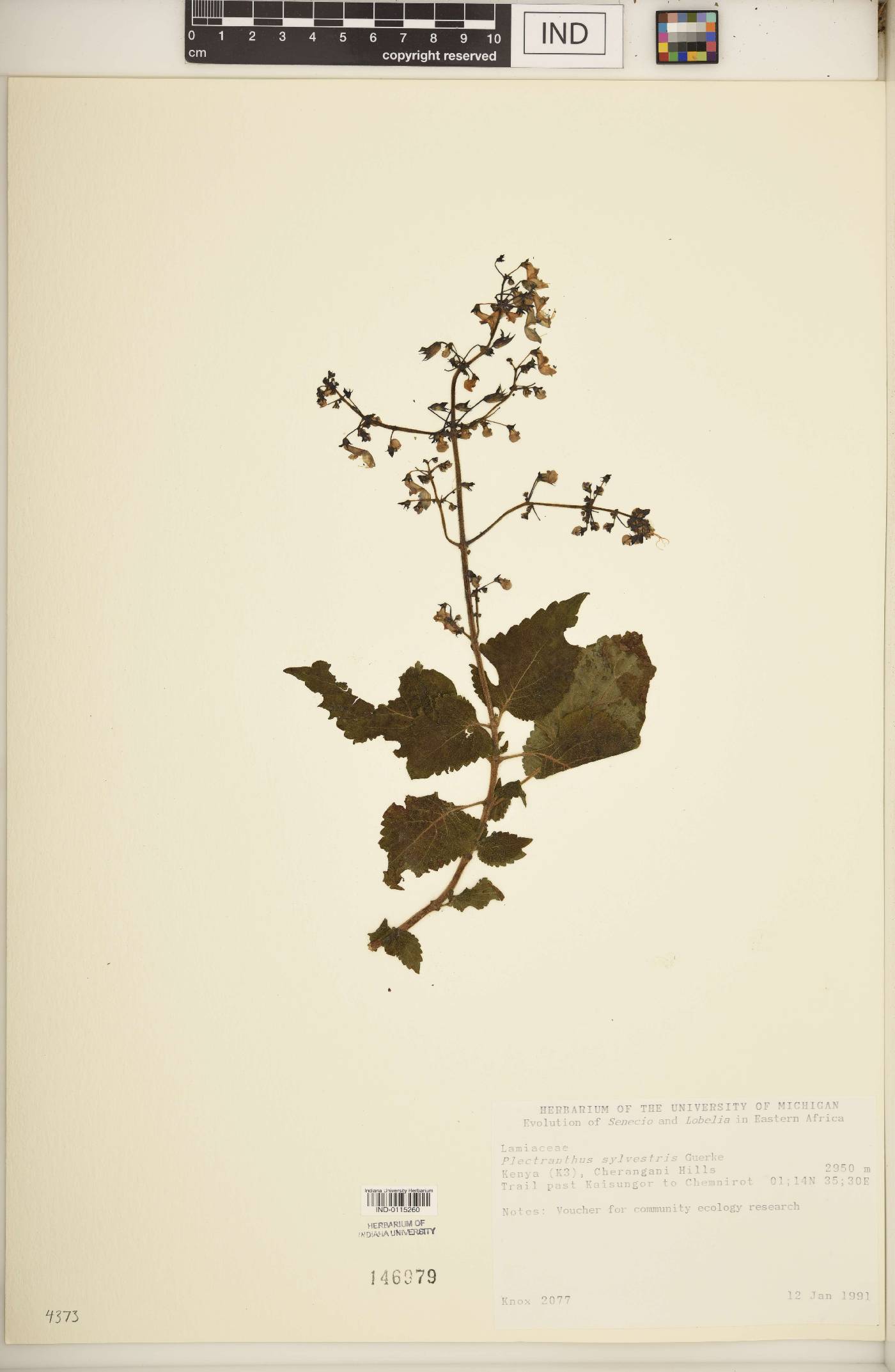 Plectranthus sylvestris image