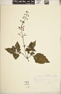 Plectranthus sylvestris image