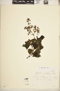 Plectranthus sylvestris image