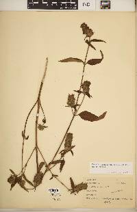 Prunella vulgaris subsp. lanceolata image