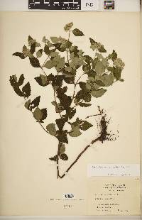 Pycnanthemum albescens image