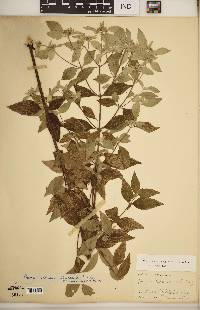 Pycnanthemum albescens image