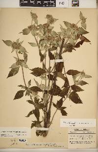 Pycnanthemum pycnanthemoides image