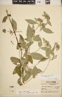 Pycnanthemum pycnanthemoides image