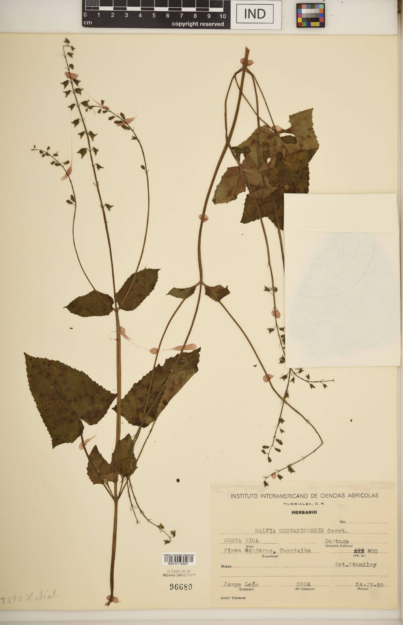 Salvia costaricensis image