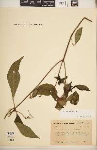 Salvia karwinskii image