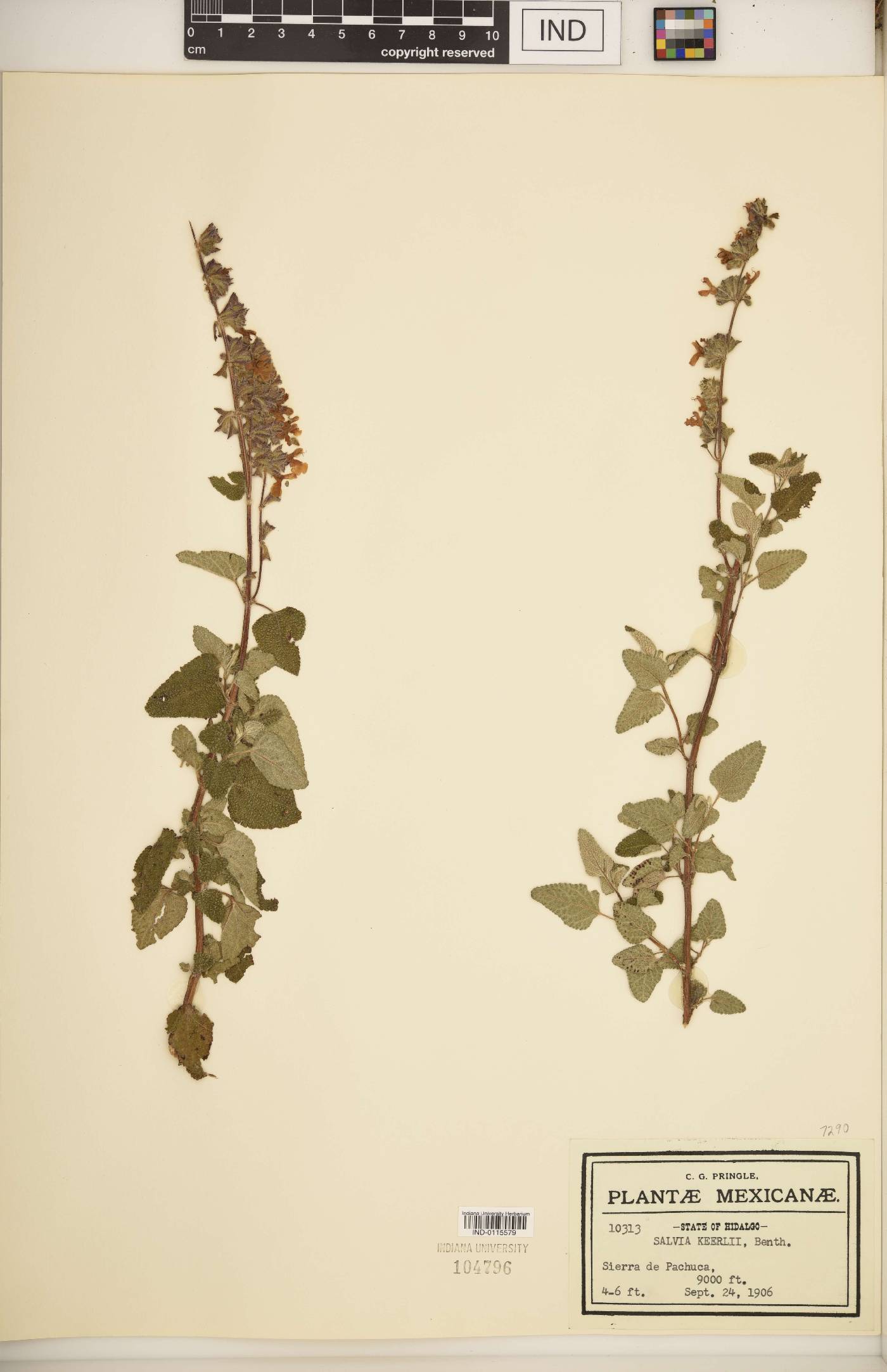 Salvia keerlii image
