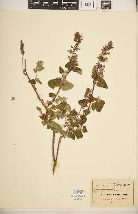 Salvia keerlii image