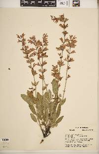 Salvia officinalis image