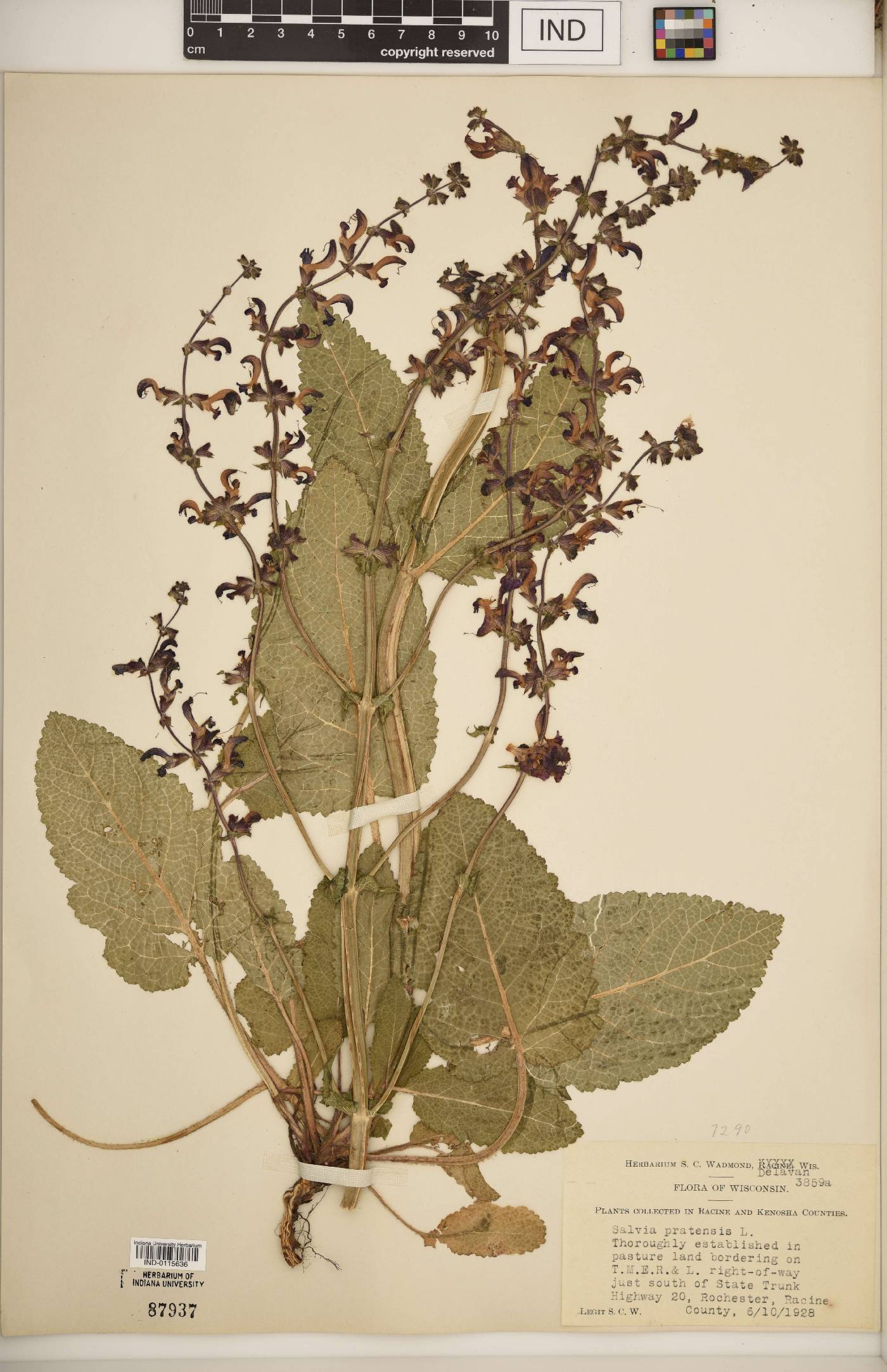 Salvia pratensis image