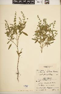 Salvia reflexa image