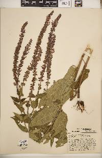 Salvia × sylvestris image