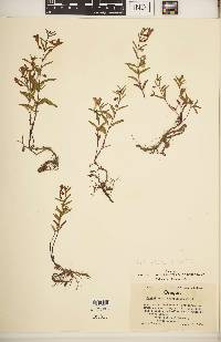 Scutellaria angustifolia image