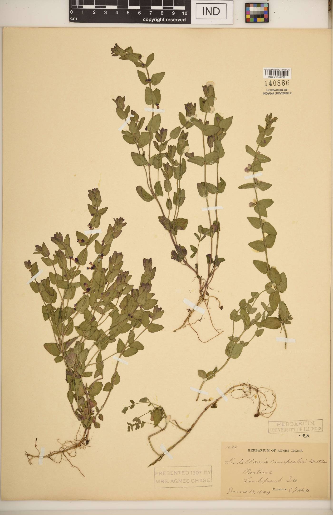 Scutellaria churchilliana image