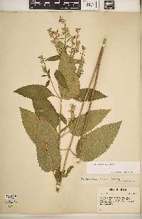 Scutellaria incana image