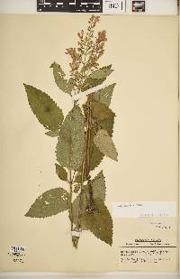 Scutellaria incana image