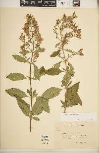 Scutellaria incana image