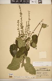 Scutellaria incana image