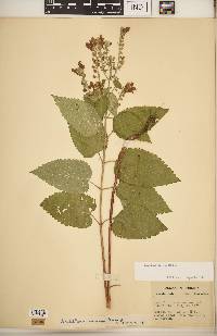 Scutellaria incana image