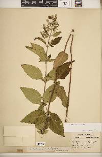 Scutellaria incana image