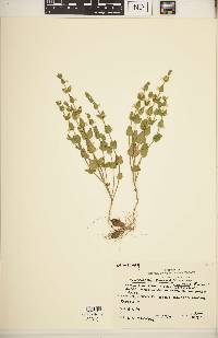 Scutellaria parvula image