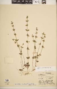 Scutellaria parvula var. australis image