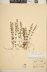 Scutellaria parvula image