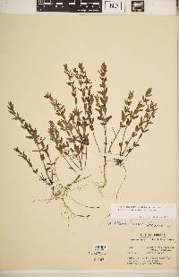 Scutellaria parvula var. leonardii image