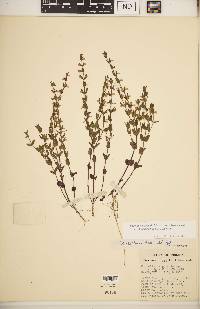 Scutellaria parvula image